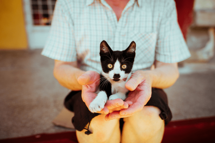 Adopting A Pet In Abu Dhabi