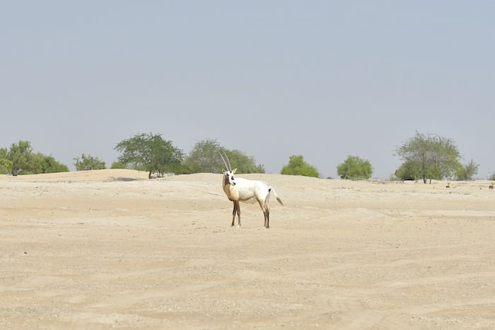 More Arabian Oryx Released Into The Wild