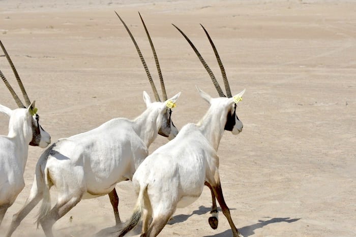 More Arabian Oryx Released Into The Wild