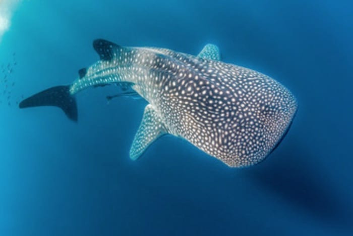 Rescued ‘Al Bahiyah’ Whale Shark Successfully Returned To Arabian Gulf