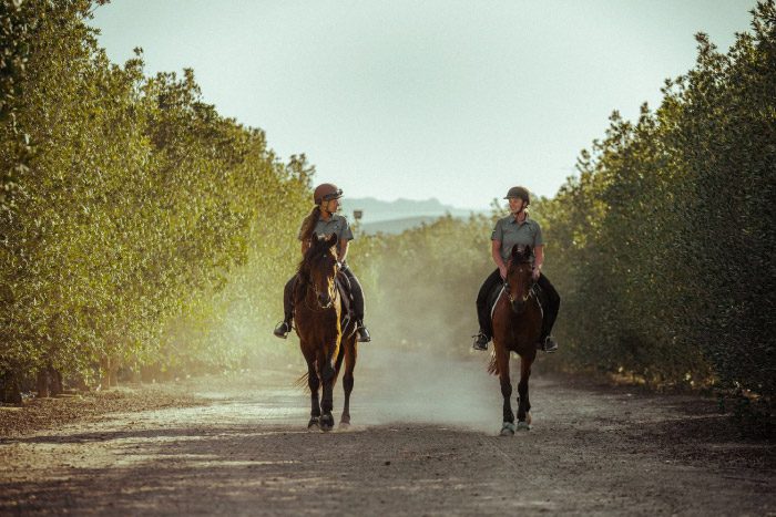 Meet Ali Al Ameri – Abu Dhabi’s Master Of The Horse