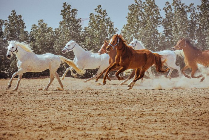 Meet Ali Al Ameri – Abu Dhabi’s Master Of The Horse