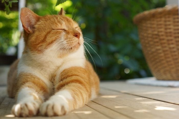 Here’s How To Enhance The Home Environment For Your Feline Family