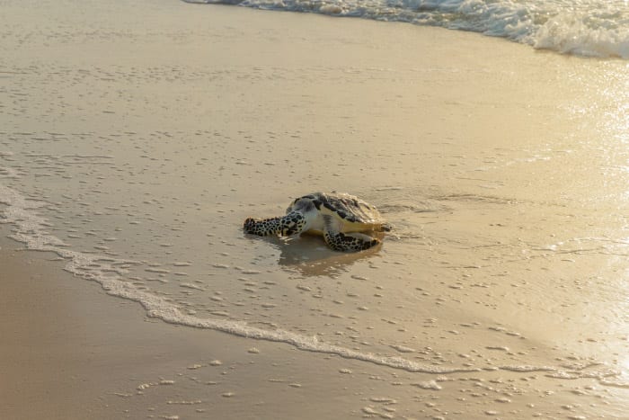 Satellites Are Being Used To Track Three Rehabilitated Turtles In Abu Dhabi Waters