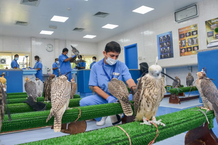 Abu Dhabi Falcon Hospital Is World Leading