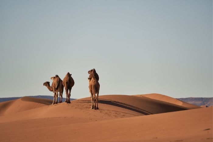 Here’s Where To Camp In The Abu Dhabi Desert