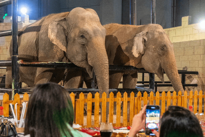 Iftar With Elephants Ramadan 2022