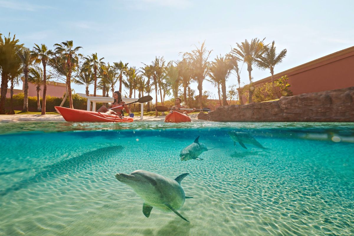 Shark Week At Atlantis The Palm Dubai