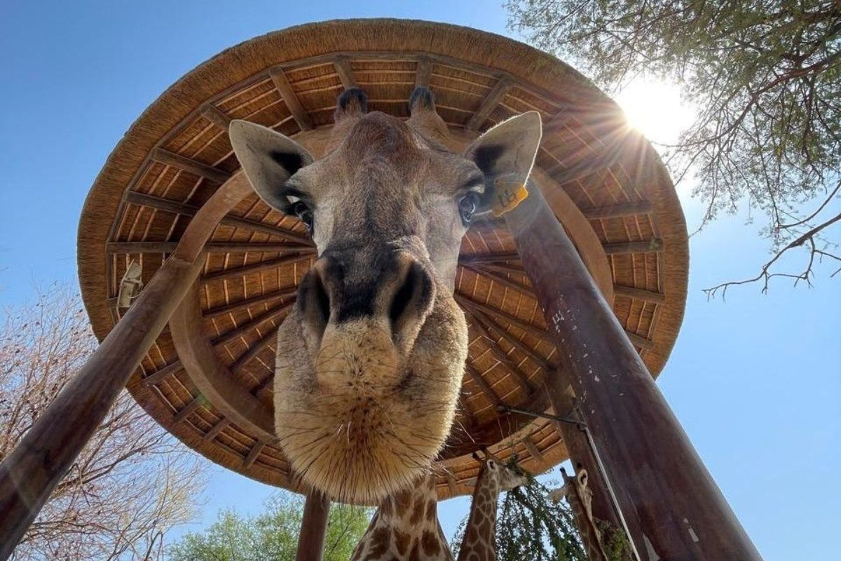 Dubai Safari Reopens Soon, Featuring A Giraffe