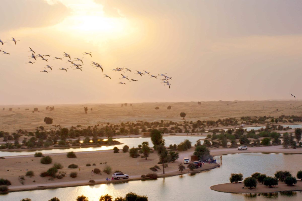 Al Qudra Lakes, Al Qudra Lakes Dubai, Things To Do, Things To Do In Dubai, Places To Go, Places To Go In Dubai, Winter Places To Go, Winter Places To Go In Dubai