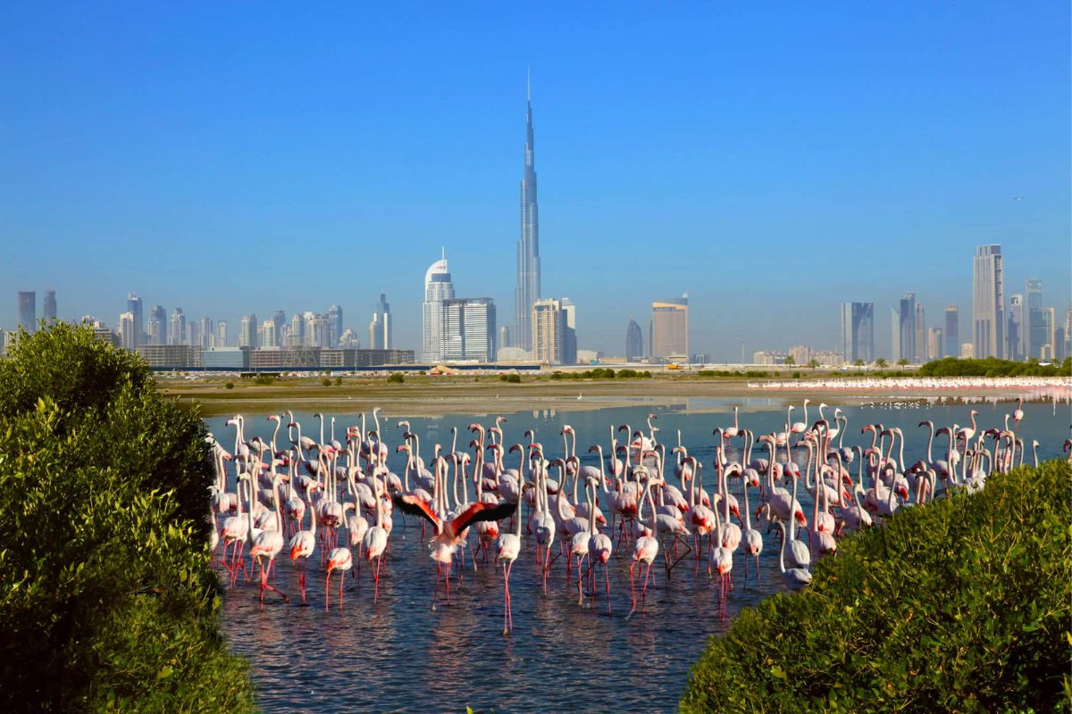 Ras Al Khor Wildlife Sanctuary, Dubai, Ras Al Khor Dubai, Ras Al Khor Wildlife, Rasl Al Khor Wildlife Sanctuary Dubai, Things To Do, Places To Go, Places To Go In Dubai, Places To Go During Winter, Things To Do During Winter, Winter Break, Winter Season, Winter Season In Dubai, Winter Places To Be, Winter Things To Do With Kids, Winter Things To Do With Friends