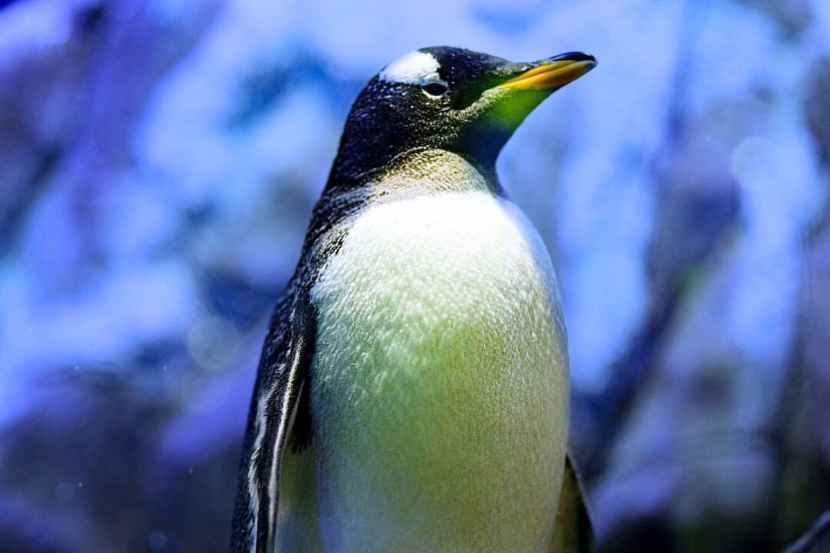 Dubai Aquarium