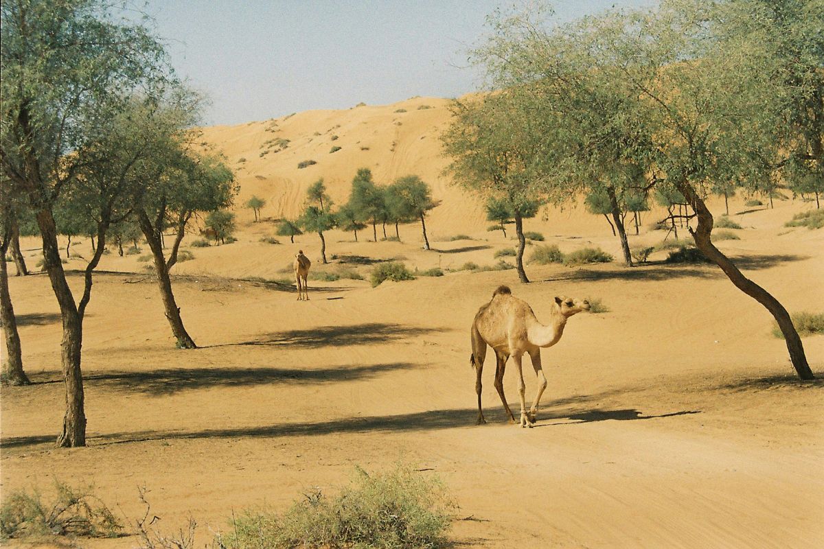 Desert in the UAE