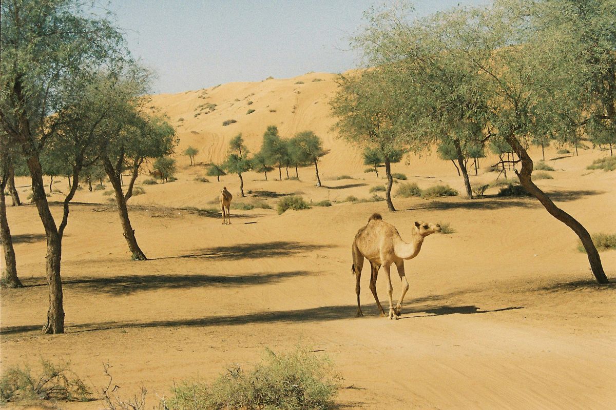 Desert In The Uae