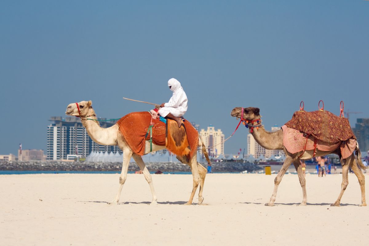 Camels At The Jumeirah Beach Dubai For Things To Do This Weekend