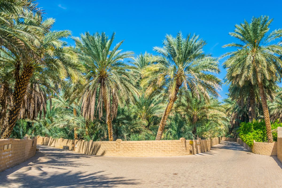 A View Of Al Ain Oasis, Featured In The Newly Launched Documentary