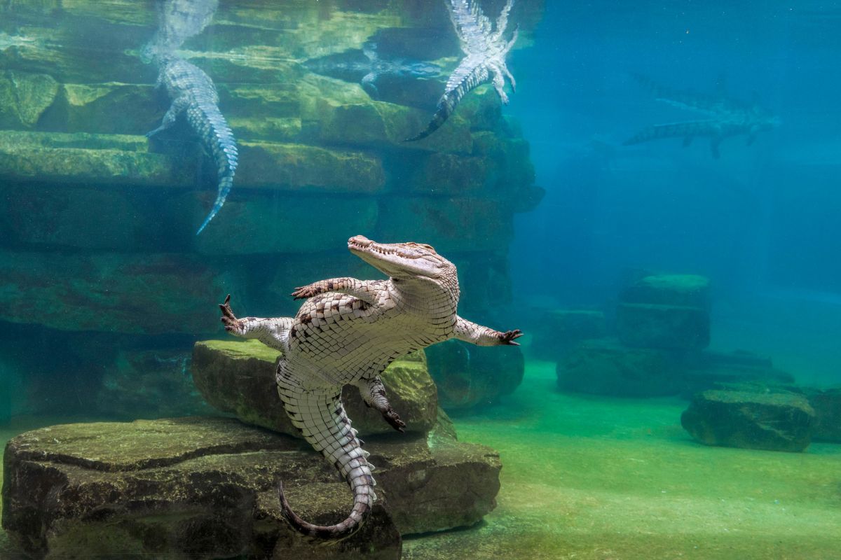 Dubai Crocodile Park