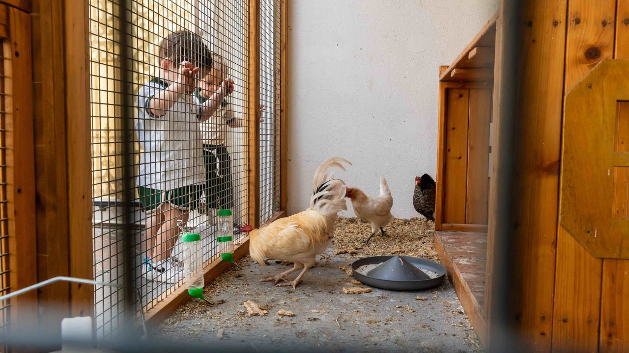 Odyssey Nursery students looking at chicken