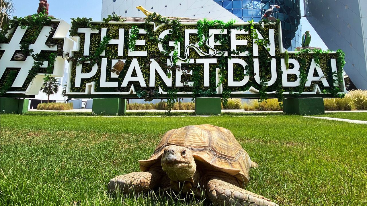 The green planet dubai summer camp