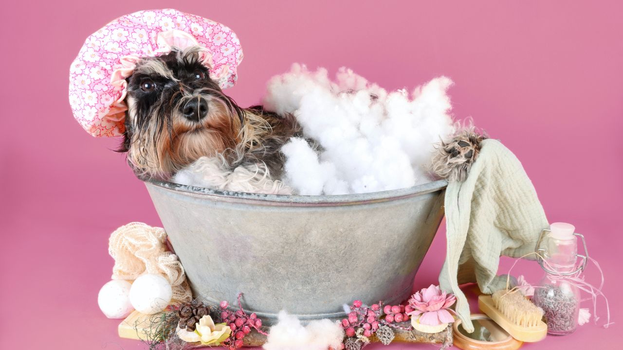 dog model K9 friends dog model and photo contest