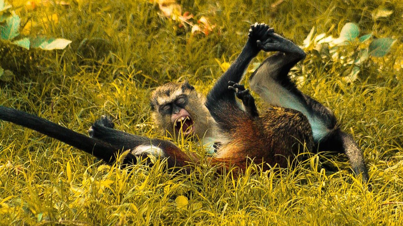 Dubai safari park reopening