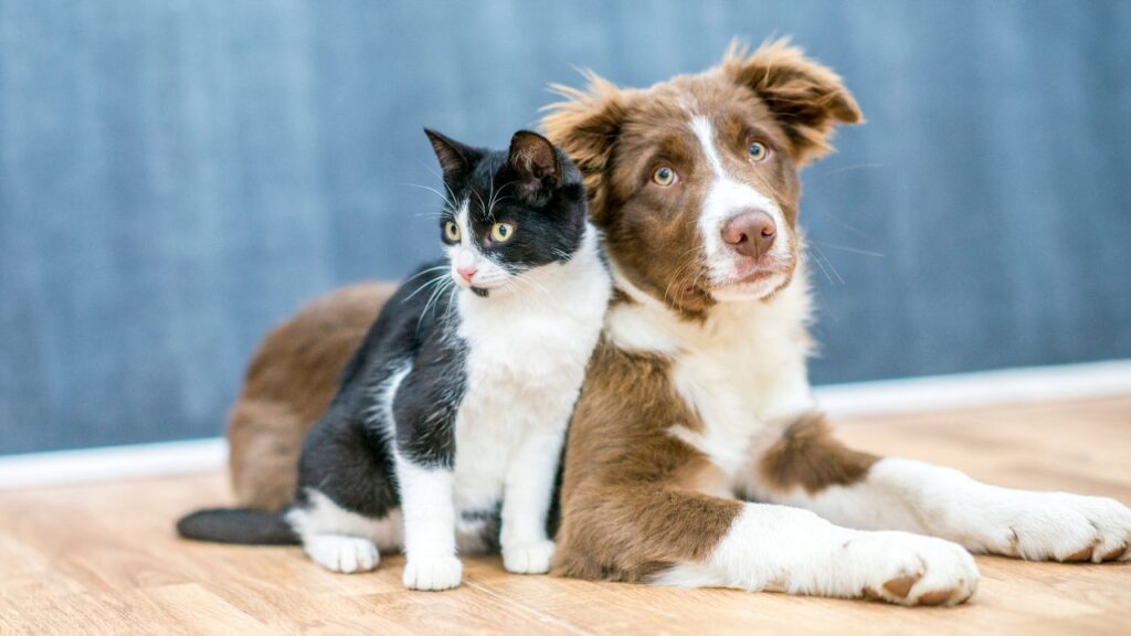 Pet World Arabia 2026