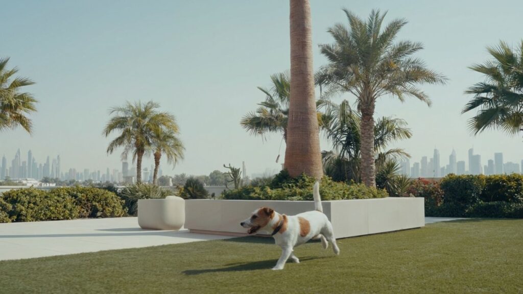 Dog playing in a lush green park with palm trees and Dubai skyline in the background.