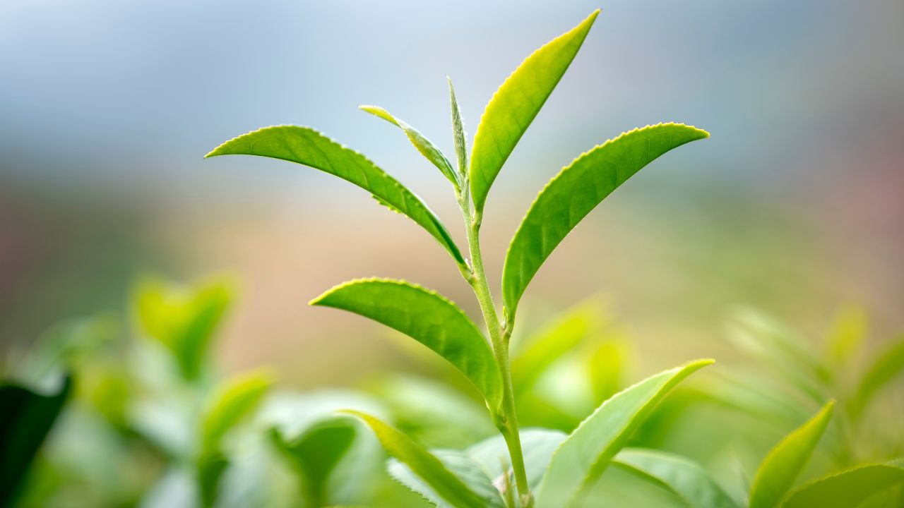 green leaf