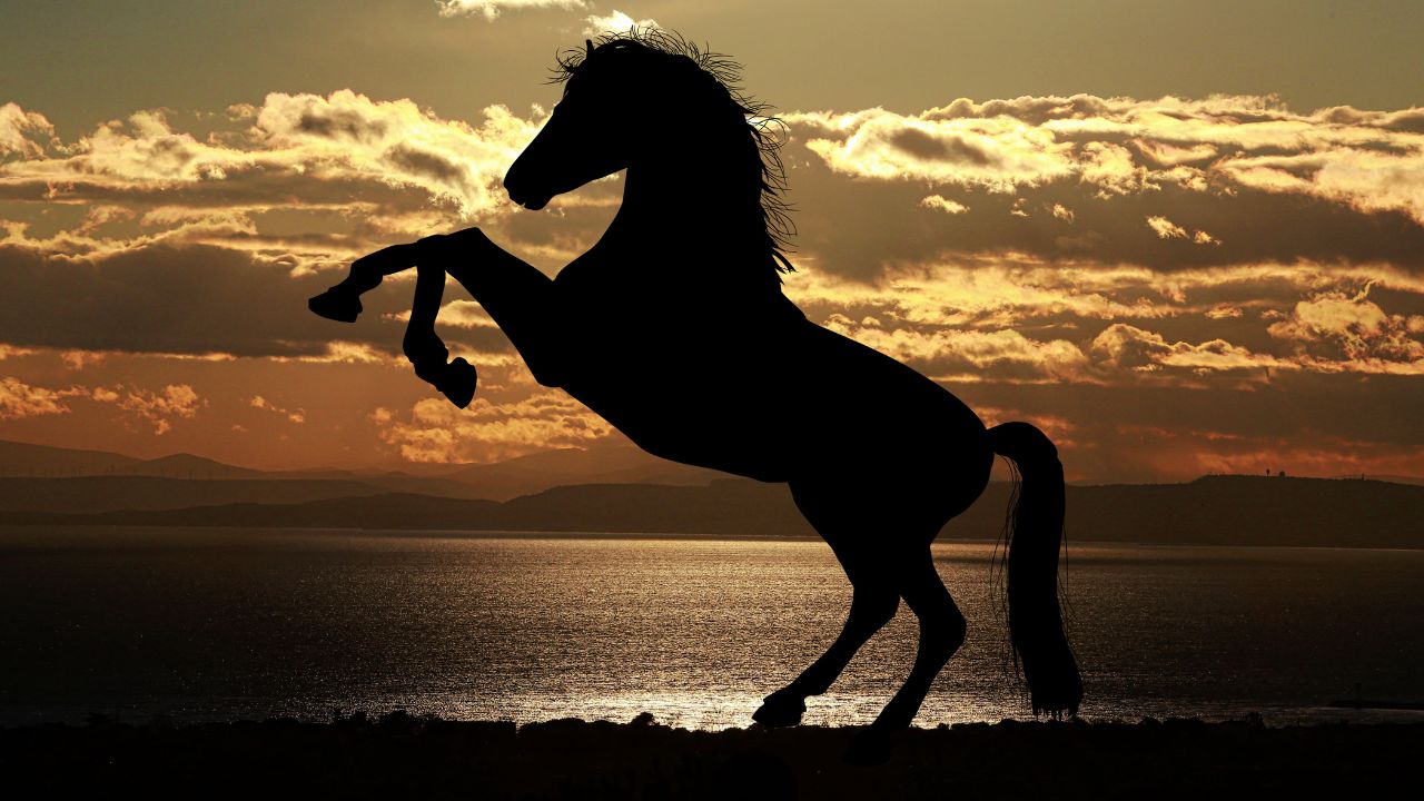 silhoette of a prancing horse sunset
