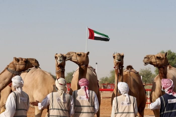 Al Dhafra Camel Beauty Pageant Announced