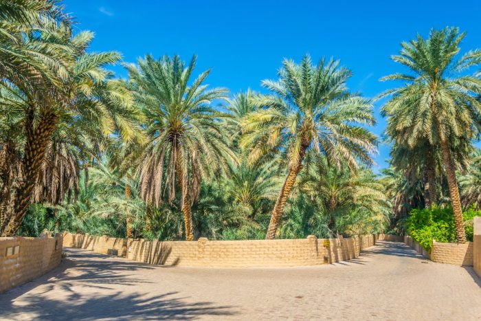 A view of Al Ain Oasis, featured in the newly launched documentary