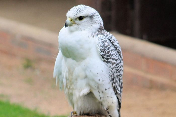 Rare falcon sold for AED 1 million at ADIHEX