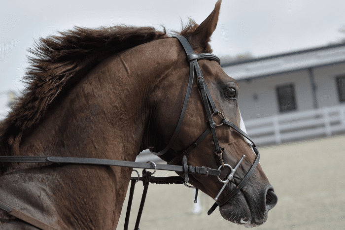 animal hospitals in abu dhabi