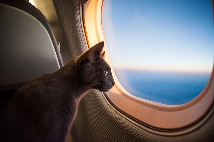 Cats and dogs can now travel on Etihad Airways