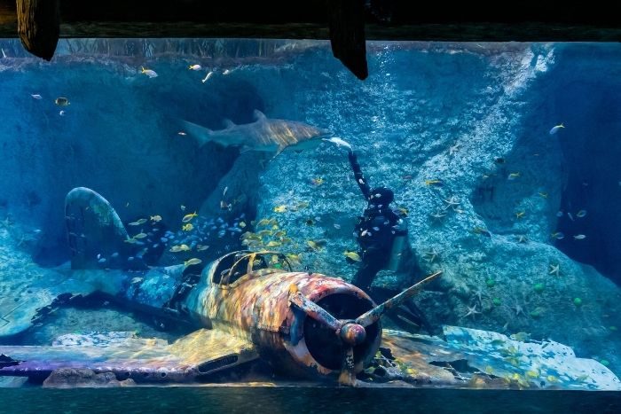 Under The Sea With The National Aquarium Abu Dhabi