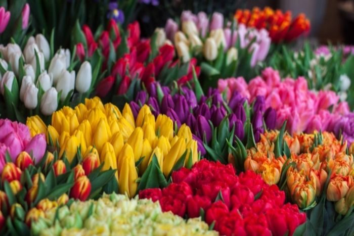 Eight million flowers planted abu dhabi