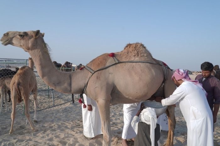 Camel Milking Festival