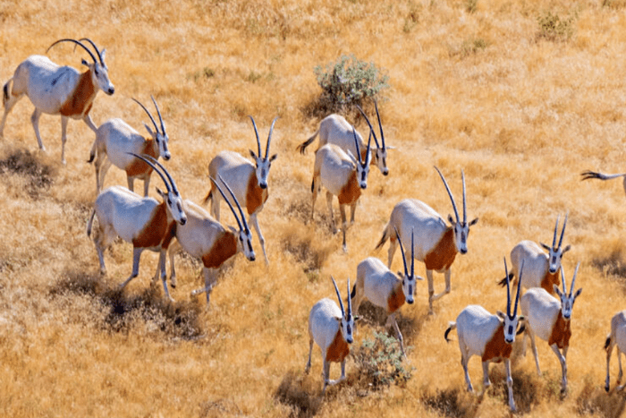 EAD world largest mammal reintroduction programme