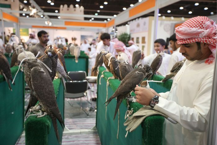 Abu Dhabi Falcon Competition