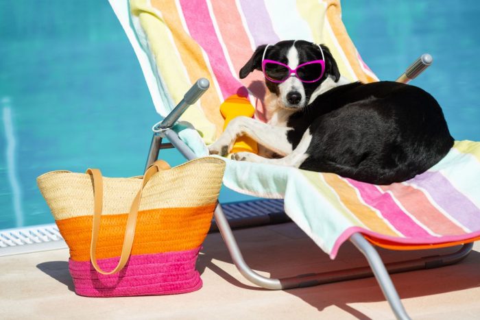 A dog on the beach chair chilling and wearing sunglasses beside the pool with a summer bag