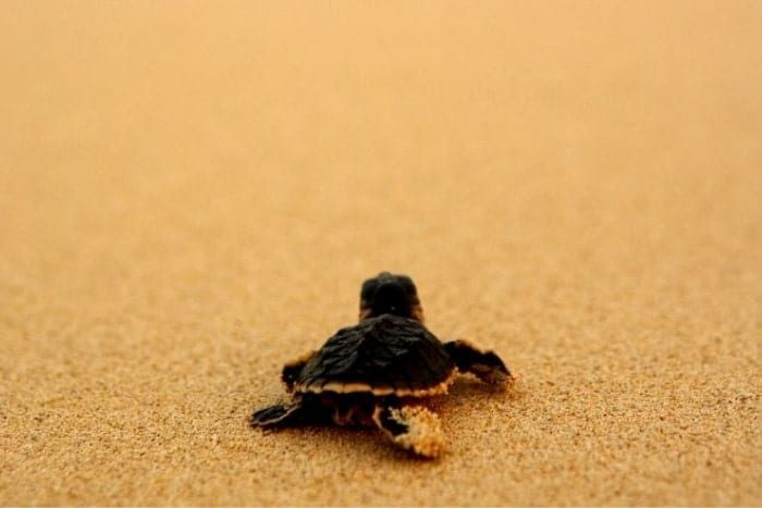 baby turtle