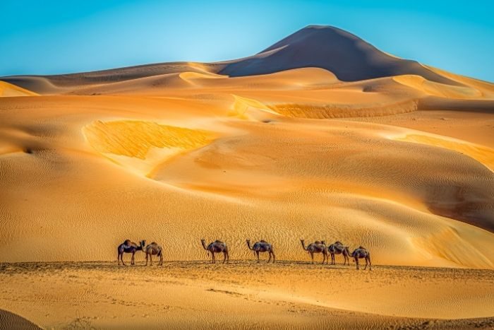 Abu Dhabi Desert