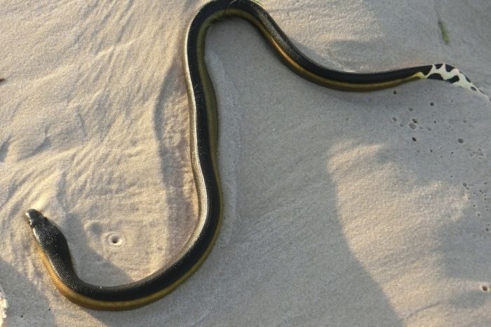 Weekend beachgoers beware: Sea snakes warning!