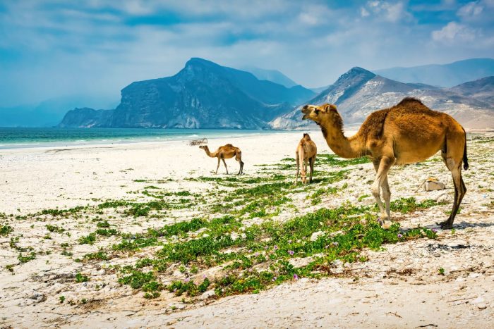 Wild Camels at Salalah Dhofar beach Oman