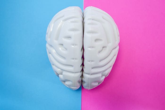 The Figure Of Human Brain Separates Half Blue Pink Background. The Concept Of Male And Female Brain. The Idea For Brain Union Or Difference Of Man And Woman In Love, Life, Science, Medicine Or Anatomy